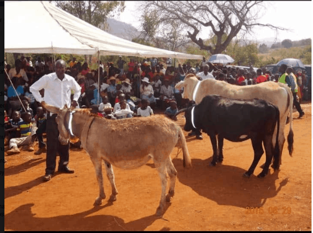 Beitbridge man caged 24 months for stealing donkeys